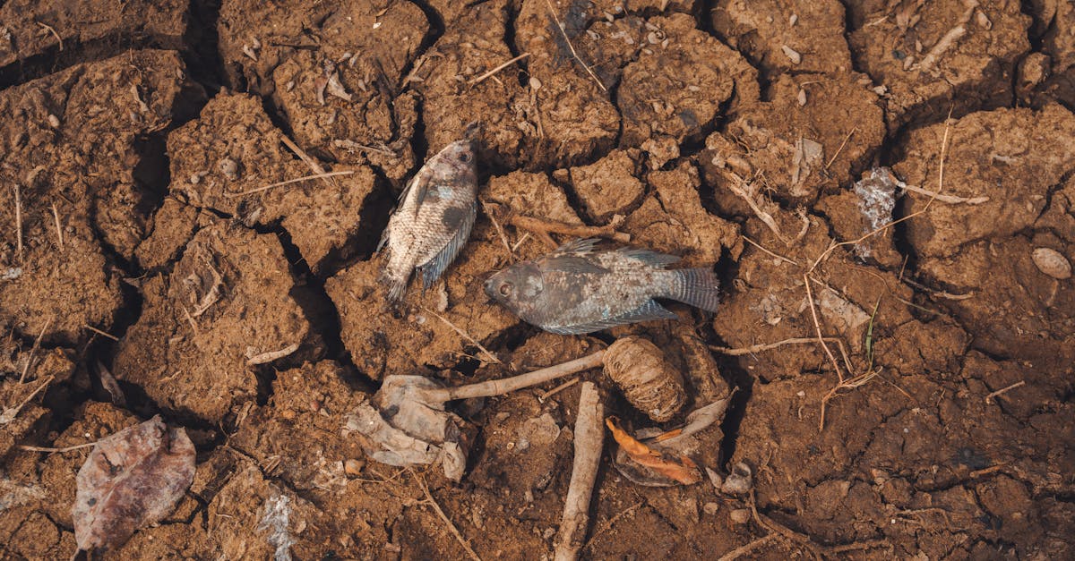 analyse du refus de l'inde lors de la cop33 : enjeux, impacts et perspectives environnementales.