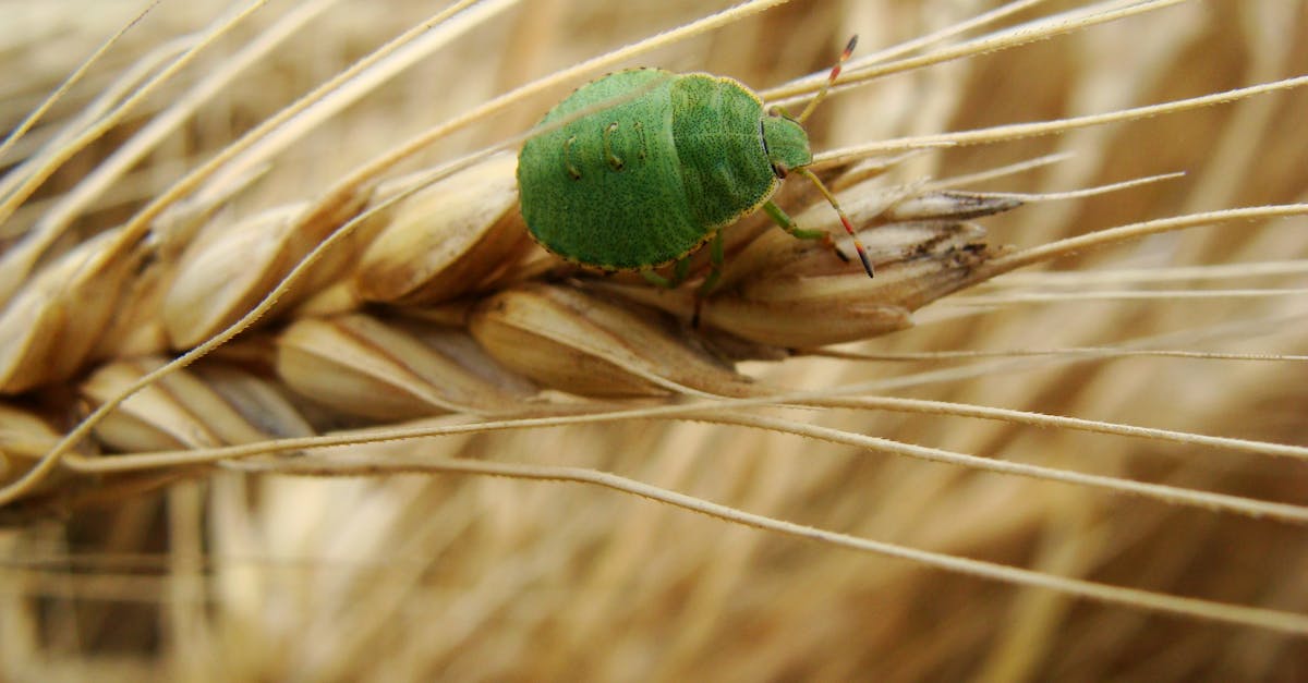 d&eacute;couvrez l'&eacute;levage d'insectes, une m&eacute;thode innovante et durable pour la production alimentaire et animale respectueuse de l'environnement.