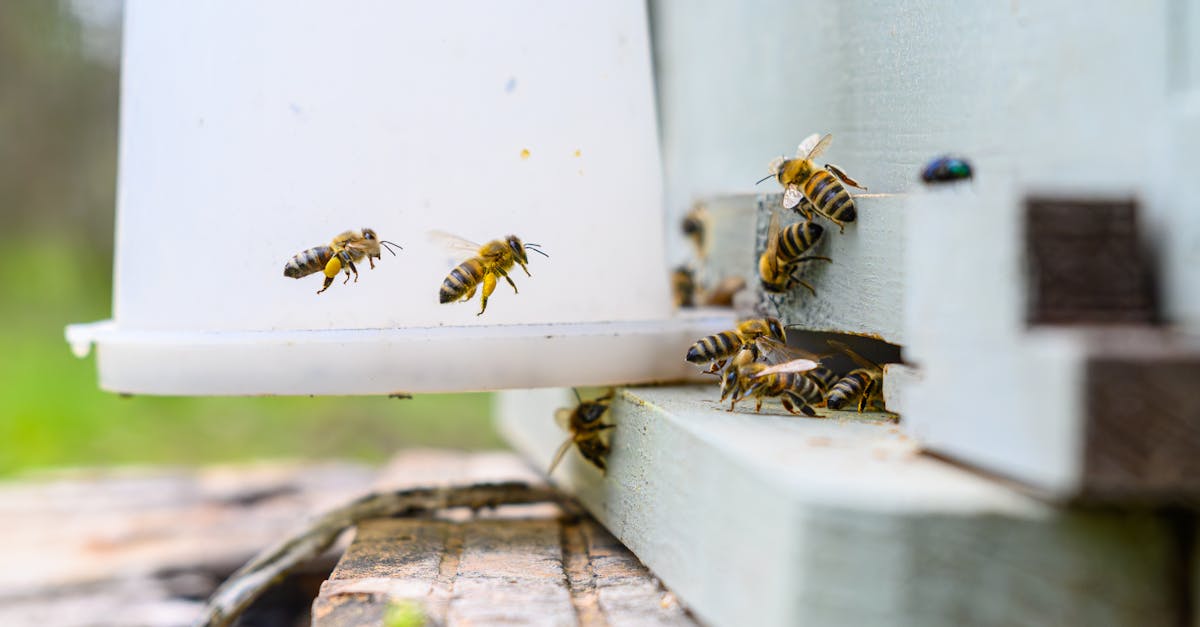d&eacute;couvrez l'&eacute;levage d'insectes, une solution durable et innovante pour l'alimentation, l'agriculture et l'environnement.