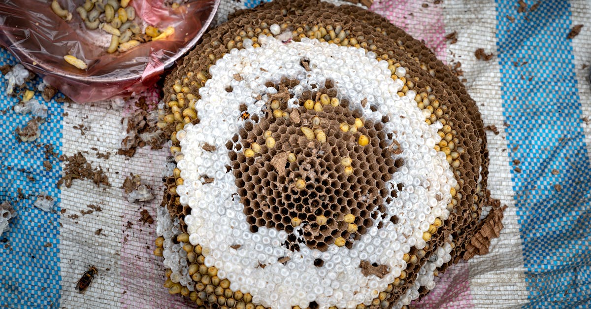 d&eacute;couvrez l'&eacute;levage d'insectes, une solution durable et innovante pour l'alimentation et la production de prot&eacute;ines respectueuse de l'environnement.