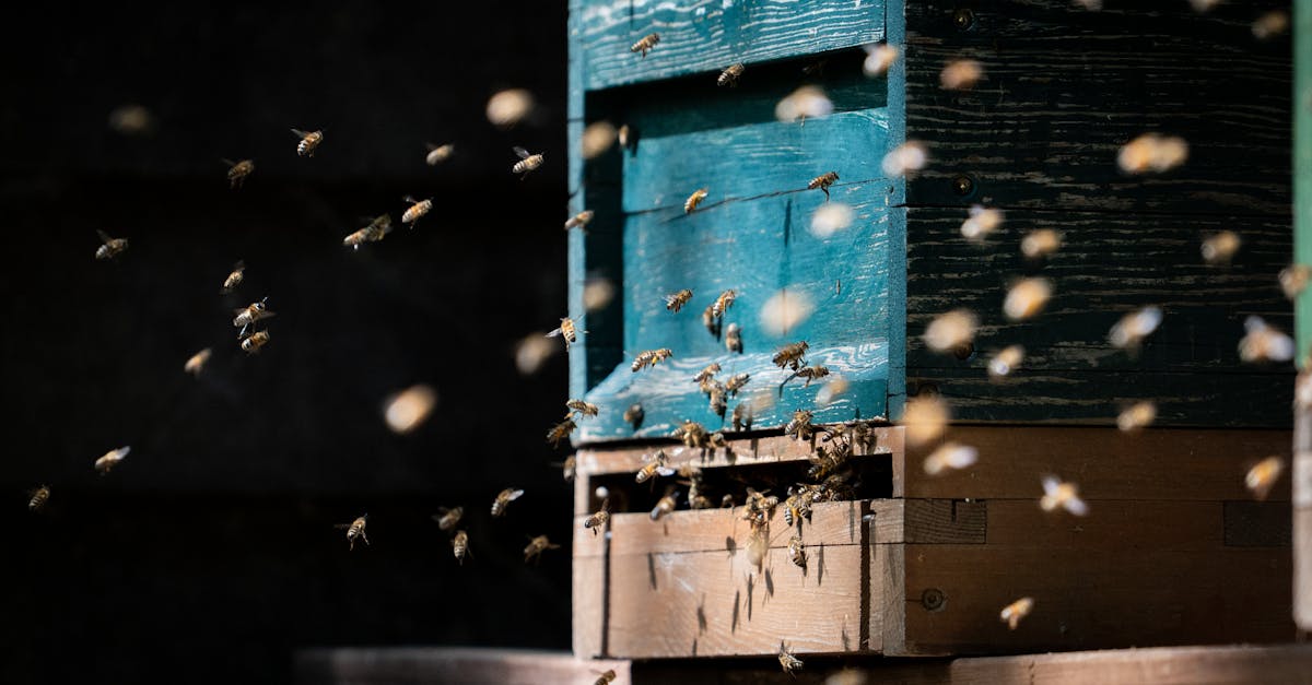 d&eacute;couvrez l&rsquo;&eacute;levage d&rsquo;insectes, une solution durable et innovante pour la production de prot&eacute;ines alternatives respectueuses de l&rsquo;environnement.