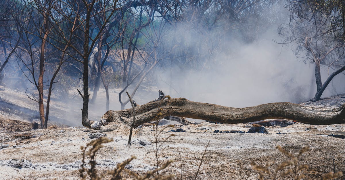 d&eacute;couvrez les impacts environnementaux du conflit en iran, analysant les cons&eacute;quences sur les &eacute;cosyst&egrave;mes, la pollution et les ressources naturelles.