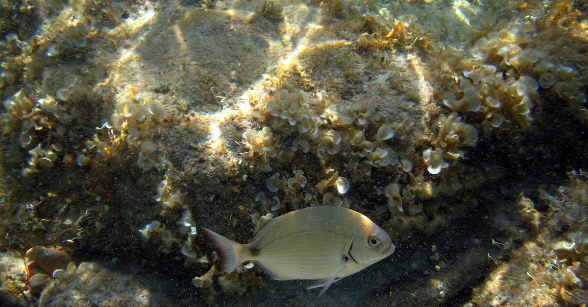 d&eacute;couvrez les initiatives et actions d&eacute;di&eacute;es &agrave; la conservation de la biodiversit&eacute; m&eacute;diterran&eacute;enne pour prot&eacute;ger cet &eacute;cosyst&egrave;me unique et pr&eacute;cieux.