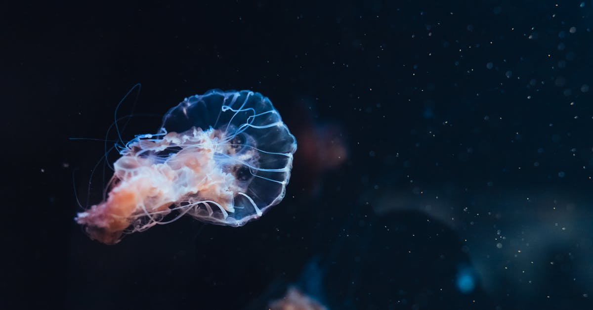 d&eacute;couvrez les &eacute;v&eacute;nements oc&eacute;anographiques majeurs, incluant les ph&eacute;nom&egrave;nes naturels, recherches marines et d&eacute;couvertes importantes dans le domaine de l'oc&eacute;anographie.