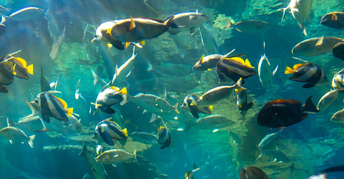 d&eacute;couvrez les &eacute;v&eacute;nements oc&eacute;anographiques majeurs, explorant les ph&eacute;nom&egrave;nes marins, la biodiversit&eacute; et les recherches scientifiques li&eacute;es aux oc&eacute;ans.