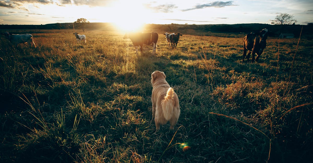 one health est une approche intégrée qui reconnaît l'interconnexion entre la santé humaine, animale et environnementale pour mieux prévenir les maladies et promouvoir un bien-être global.