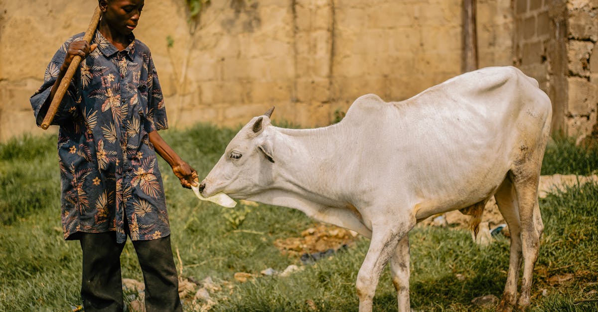 one health est une approche intégrée qui reconnaît l'interconnexion entre la santé humaine, animale et environnementale pour mieux prévenir et contrôler les maladies.
