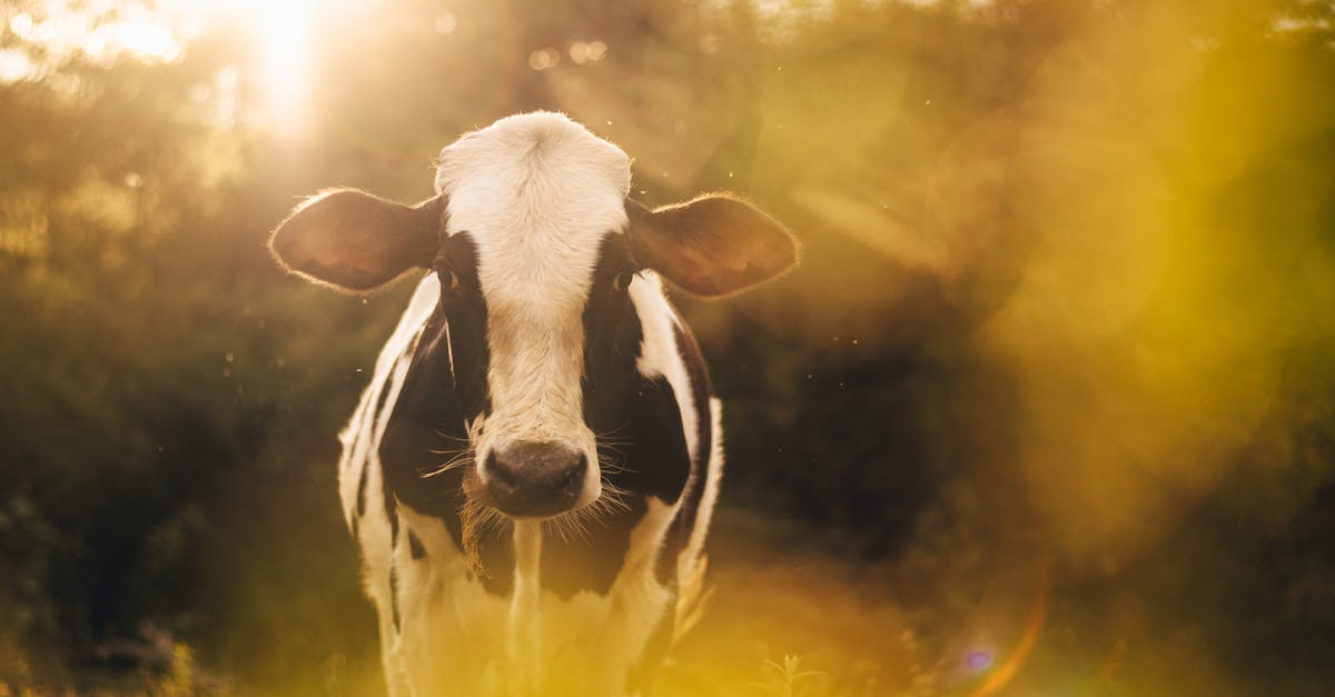 one health est une approche intégrée qui reconnaît l'interconnexion entre la santé humaine, animale et environnementale pour lutter efficacement contre les maladies et promouvoir un bien-être global.