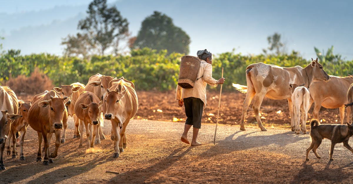 one health est une approche int&eacute;gr&eacute;e visant &agrave; promouvoir la sant&eacute; humaine, animale et environnementale en reconnaissant leurs interd&eacute;pendances.