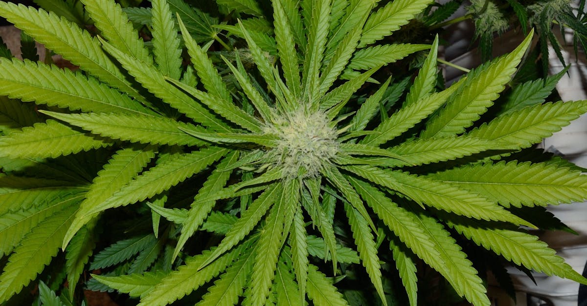 d&eacute;couvrez le forum des alternatives biologiques, un espace d&eacute;di&eacute; aux discussions, &eacute;changes et solutions durables pour un mode de vie plus sain et respectueux de l'environnement.