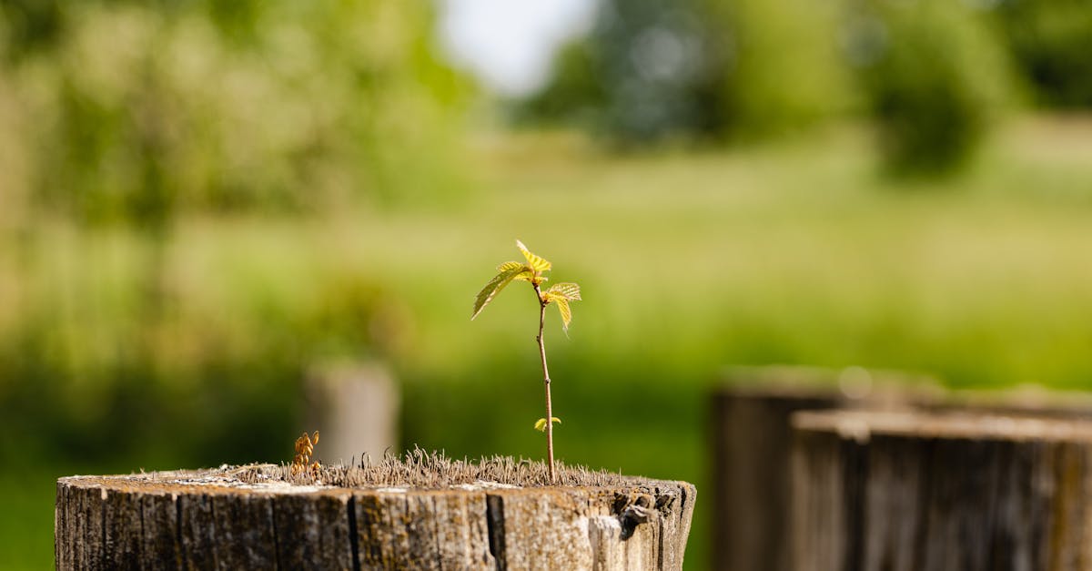 d&eacute;couvrez l'importance de la pers&eacute;v&eacute;rance pour surmonter les obstacles et atteindre vos objectifs avec d&eacute;termination et motivation.