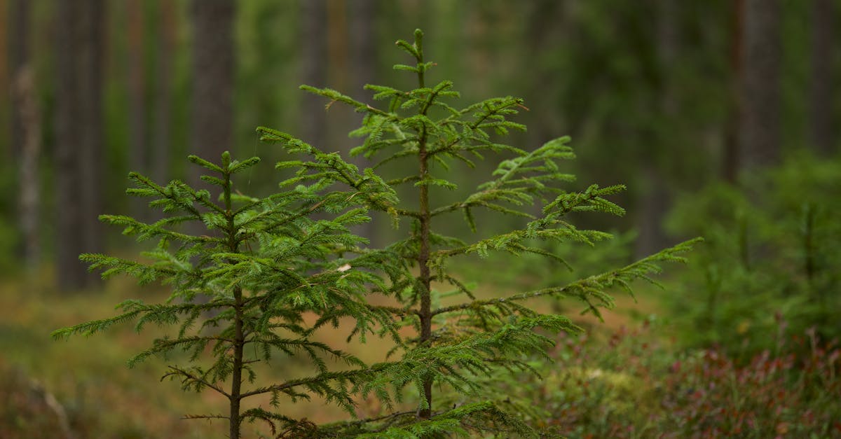 d&eacute;couvrez l'importance de la reforestation pour pr&eacute;server la biodiversit&eacute;, lutter contre le changement climatique et restaurer les &eacute;cosyst&egrave;mes naturels.