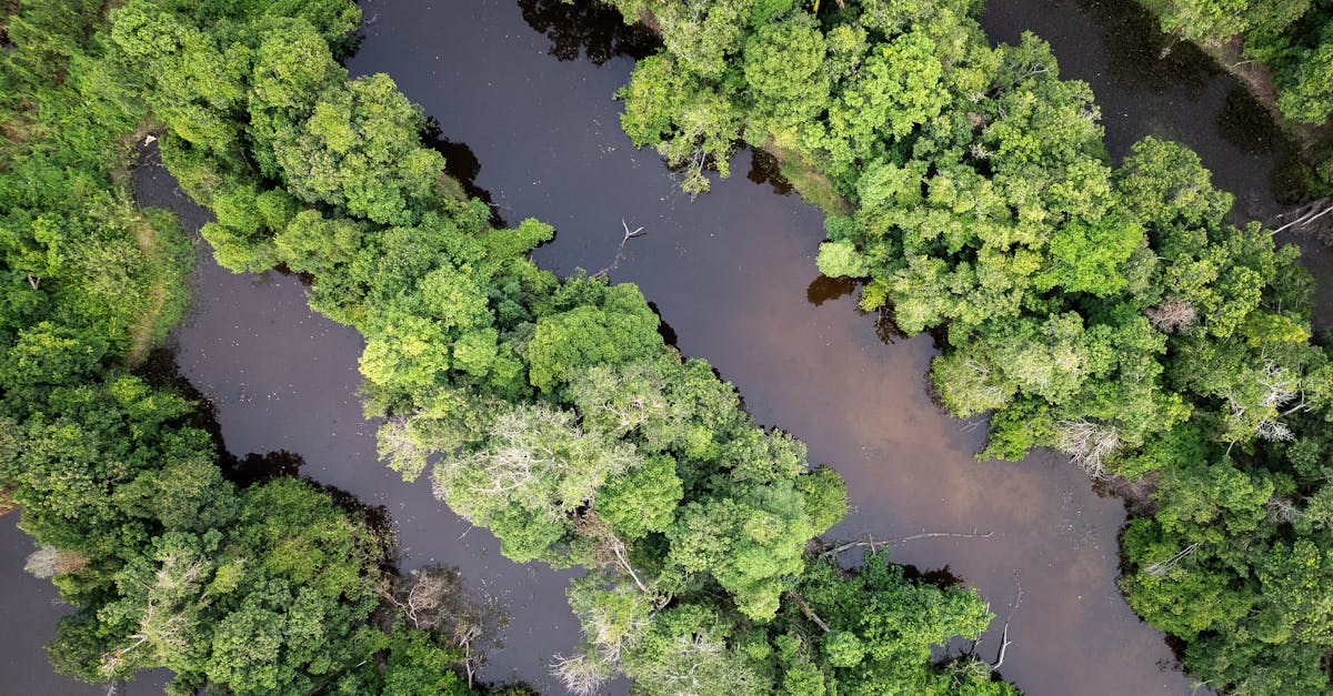 d&eacute;couvrez l'importance de la reforestation pour restaurer les &eacute;cosyst&egrave;mes, lutter contre le changement climatique et pr&eacute;server la biodiversit&eacute;.