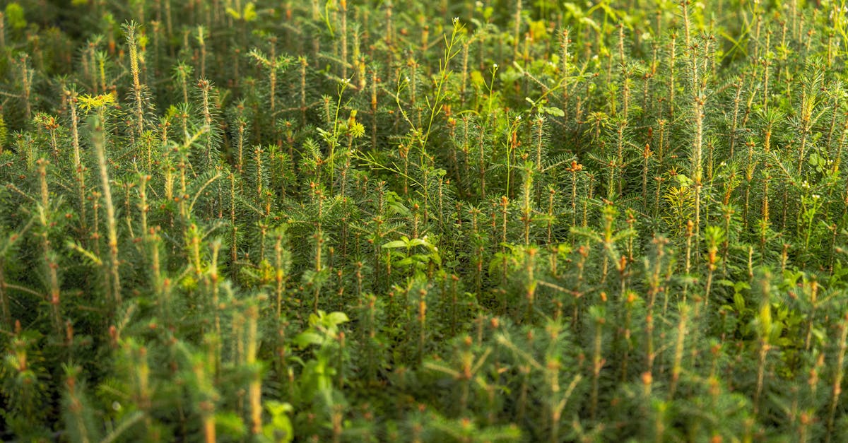 d&eacute;couvrez l'importance de la reforestation pour restaurer les &eacute;cosyst&egrave;mes, lutter contre le changement climatique et pr&eacute;server la biodiversit&eacute;.