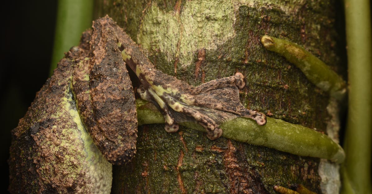 d&eacute;couvrez les techniques de camouflage strat&eacute;gique pour optimiser la discr&eacute;tion et la protection dans des environnements vari&eacute;s.