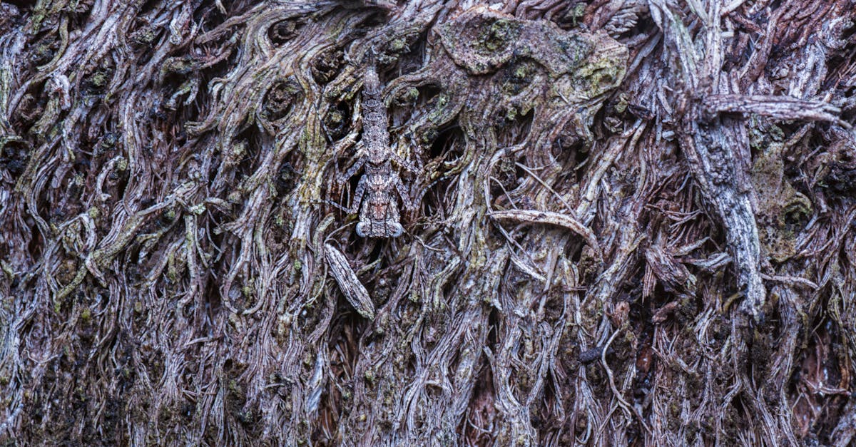 d&eacute;couvrez les techniques avanc&eacute;es de camouflage strat&eacute;gique pour optimiser la discr&eacute;tion et la protection dans diverses situations.