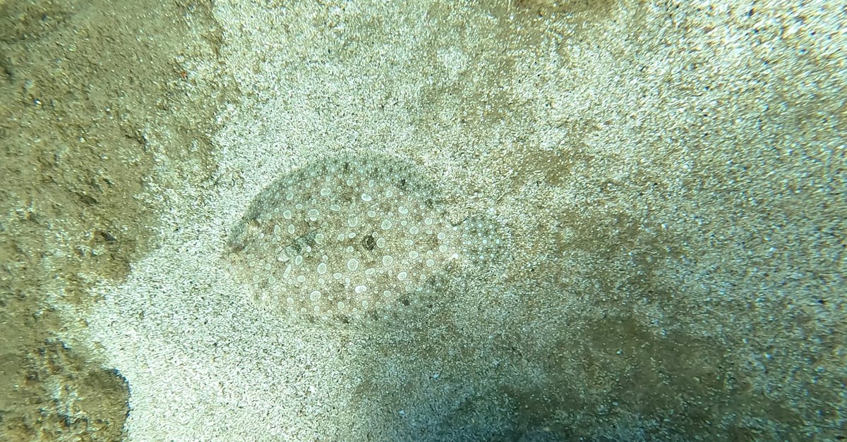d&eacute;couvrez les techniques de camouflage strat&eacute;gique pour optimiser la discr&eacute;tion et la protection dans diverses situations militaires et tactiques.