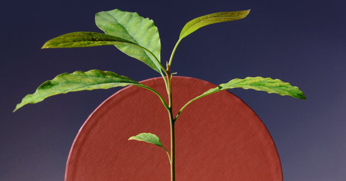 découvrez les stratégies de croissance durable pour un développement économique responsable et respectueux de l'environnement.