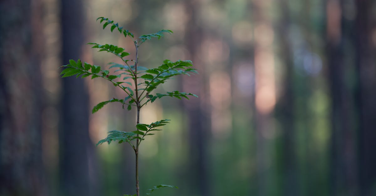 découvrez les stratégies et pratiques pour une croissance durable, alliant progrès économique, respect de l'environnement et responsabilité sociale.