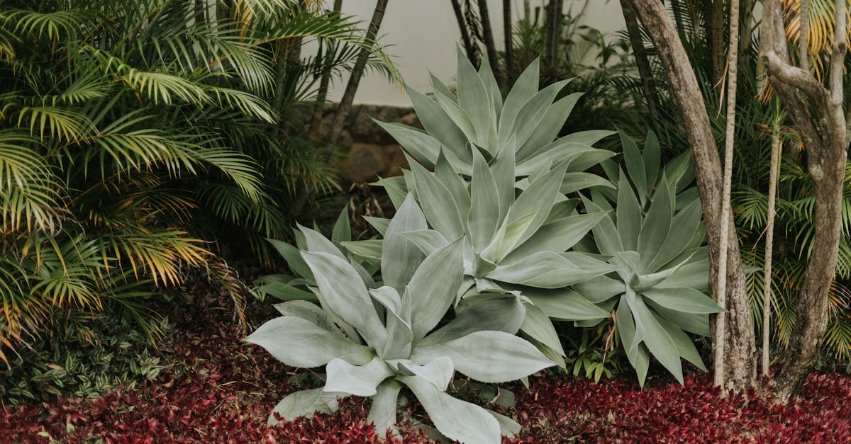 d&eacute;couvrez l'ambiance envo&ucirc;tante d'un jardin tropical, o&ugrave; la nature luxuriante et les plantes exotiques cr&eacute;ent un v&eacute;ritable havre de paix.
