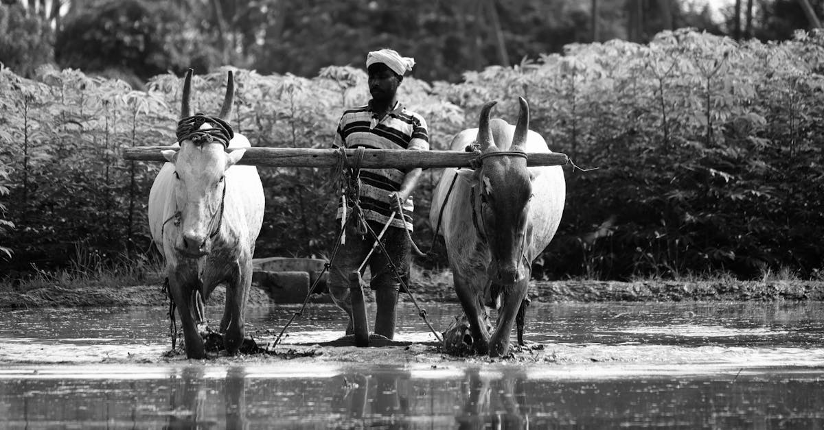 d&eacute;couvrez les m&eacute;thodes de culture de la vanille, de la plantation &agrave; la r&eacute;colte, pour obtenir une vanille naturelle et de qualit&eacute;.
