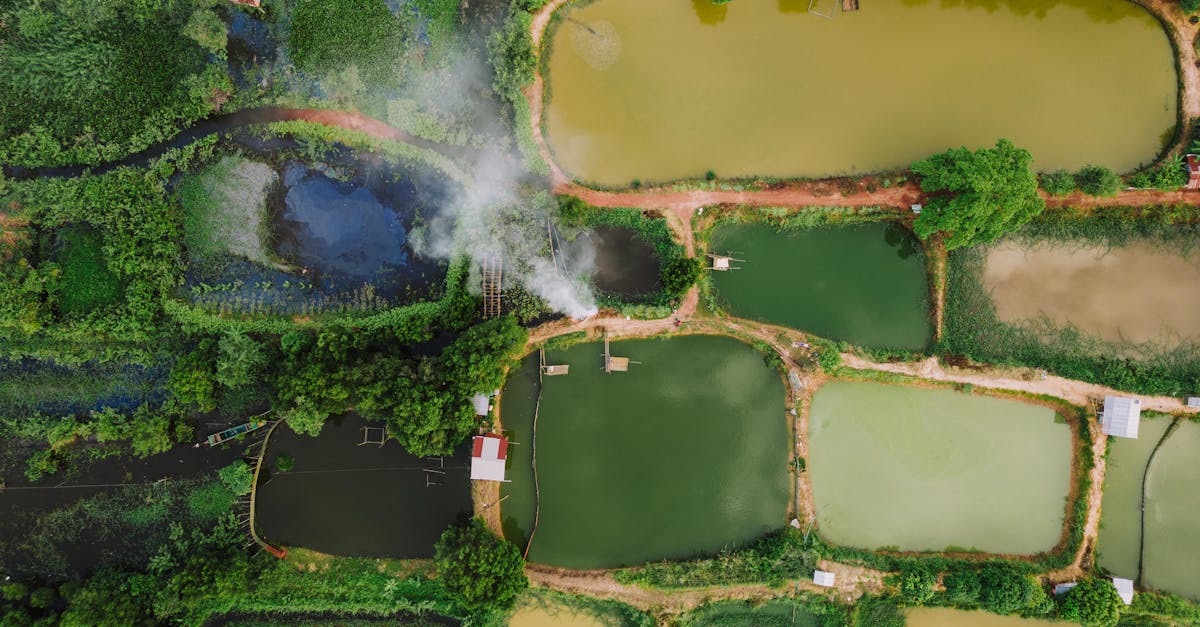 d&eacute;couvrez l'agriculture cambodgienne : ses pratiques traditionnelles, ses cultures principales et son r&ocirc;le vital dans l'&eacute;conomie locale.