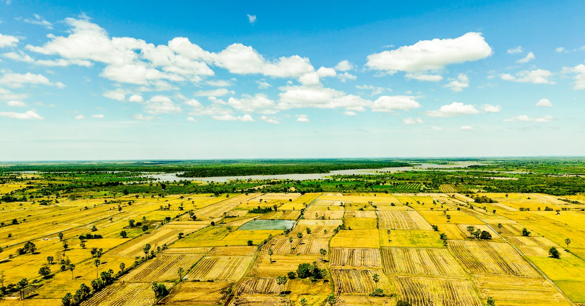 d&eacute;couvrez l'agriculture cambodgienne, un secteur cl&eacute; alliant traditions ancestrales et innovations modernes pour soutenir l'&eacute;conomie et la s&eacute;curit&eacute; alimentaire du cambodge.