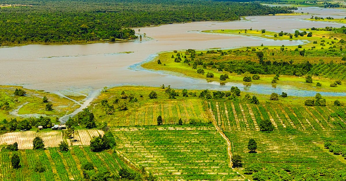 d&eacute;couvrez l'agriculture cambodgienne, ses cultures traditionnelles, ses techniques agricoles et son r&ocirc;le essentiel dans l'&eacute;conomie du cambodge.