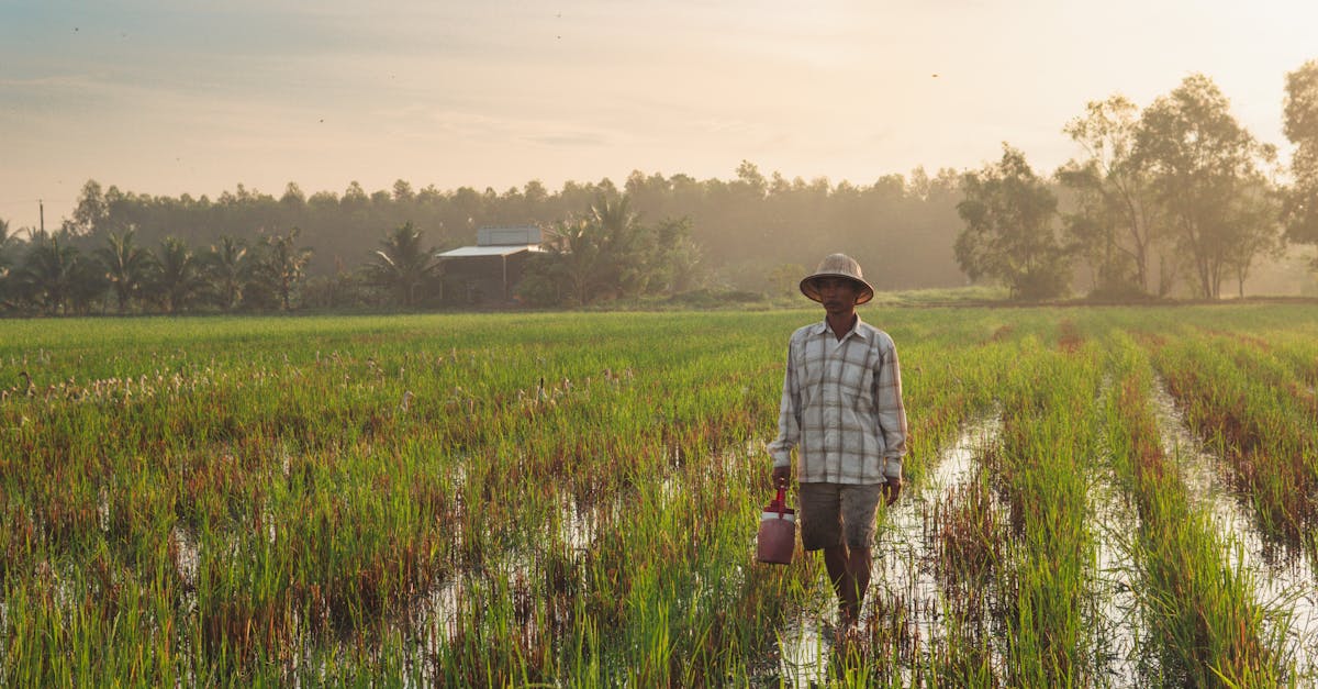 d&eacute;couvrez l'agriculture cambodgienne : ses pratiques traditionnelles, ses cultures principales et son impact &eacute;conomique dans la r&eacute;gion.