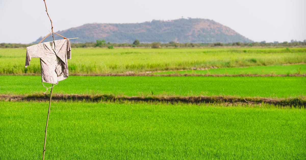 d&eacute;couvrez l'agriculture cambodgienne, ses m&eacute;thodes traditionnelles, ses principaux produits et son impact sur l'&eacute;conomie locale.