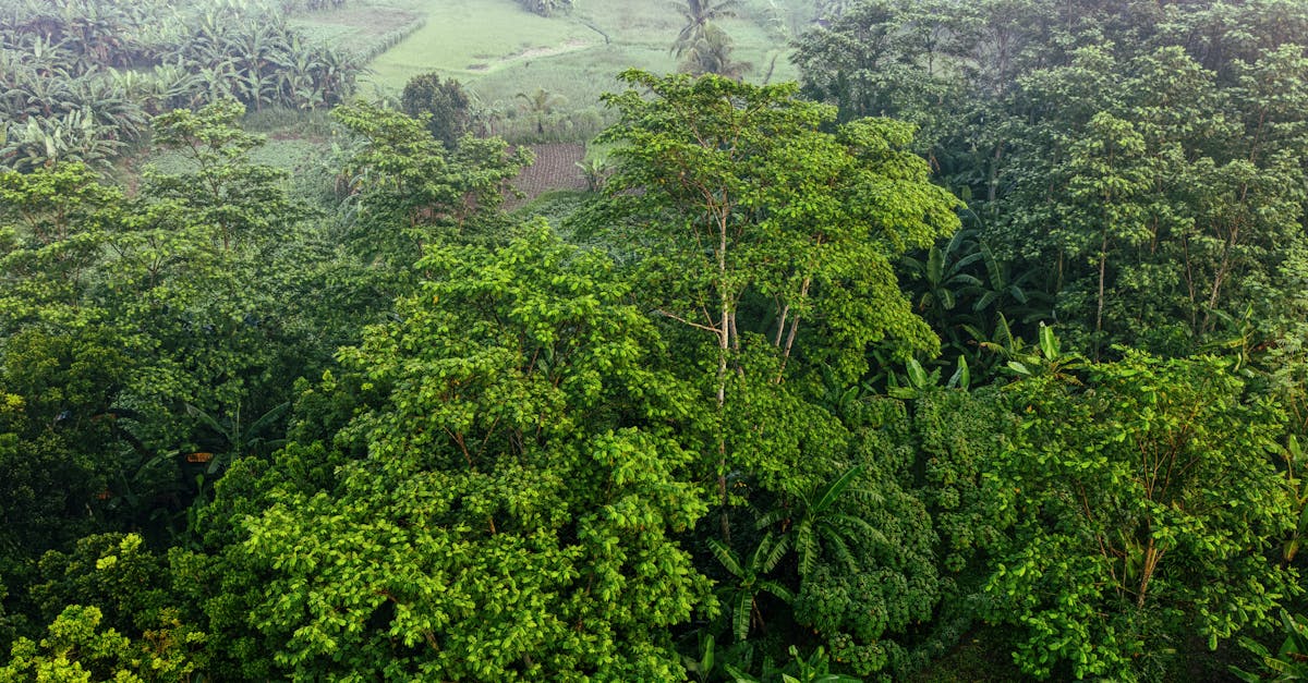 d&eacute;couvrez l'importance de la protection des for&ecirc;ts primaires, des &eacute;cosyst&egrave;mes riches en biodiversit&eacute; essentiels &agrave; la sant&eacute; de notre plan&egrave;te et &agrave; la lutte contre le changement climatique.