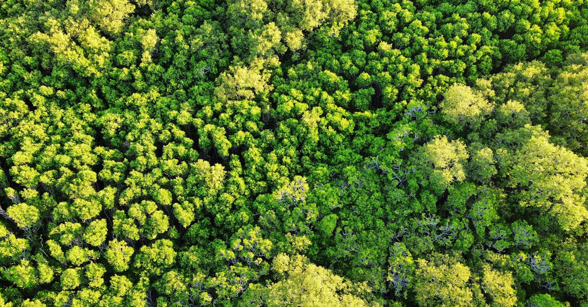 protection des for&ecirc;ts primaires : pr&eacute;server la biodiversit&eacute; exceptionnelle et lutter contre la d&eacute;forestation pour un avenir durable.