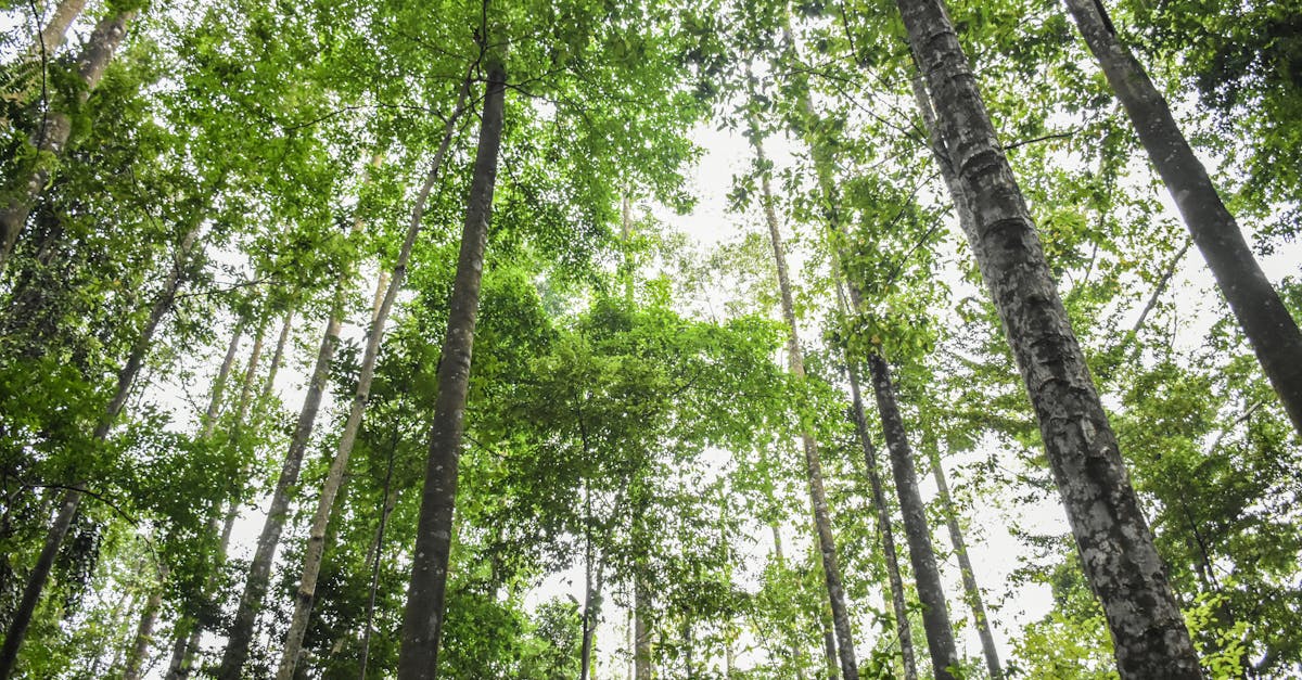 d&eacute;couvrez l'importance de la protection des for&ecirc;ts primaires pour pr&eacute;server la biodiversit&eacute;, lutter contre le changement climatique et garantir un avenir durable.