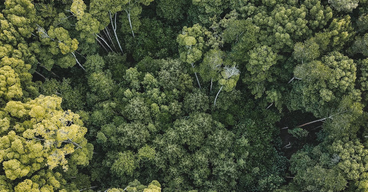 d&eacute;couvrez l'importance de la protection des for&ecirc;ts primaires, v&eacute;ritables r&eacute;servoirs de biodiversit&eacute; et puits de carbone essentiels &agrave; la lutte contre le changement climatique.