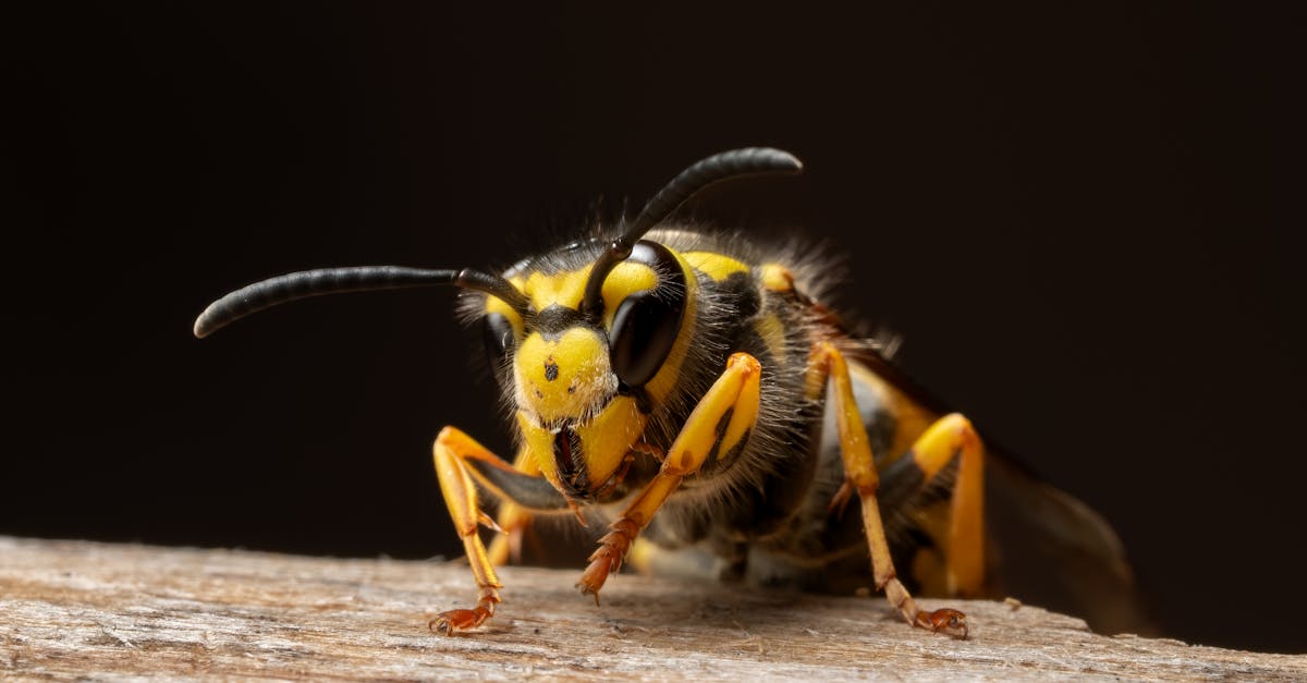 pi&egrave;ge s&eacute;lectif pour frelons : capturez efficacement les frelons tout en pr&eacute;servant les autres insectes utiles. solution &eacute;cologique et cibl&eacute;e pour prot&eacute;ger votre environnement.