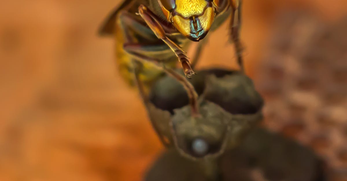 pi&egrave;ge s&eacute;lectif pour frelons : capture efficace des frelons tout en pr&eacute;servant les autres insectes b&eacute;n&eacute;fiques.