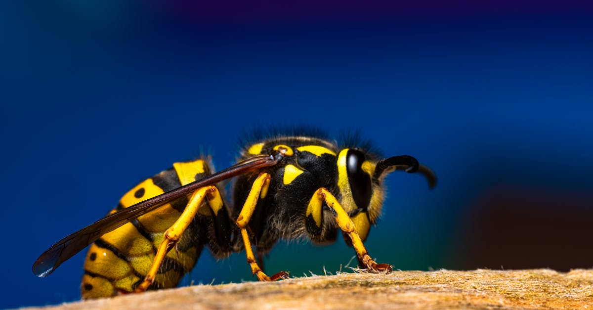 pi&egrave;ge &agrave; frelons s&eacute;lectif con&ccedil;u pour capturer efficacement les frelons tout en pr&eacute;servant les autres insectes. solution &eacute;cologique et facile &agrave; utiliser pour prot&eacute;ger votre environnement.