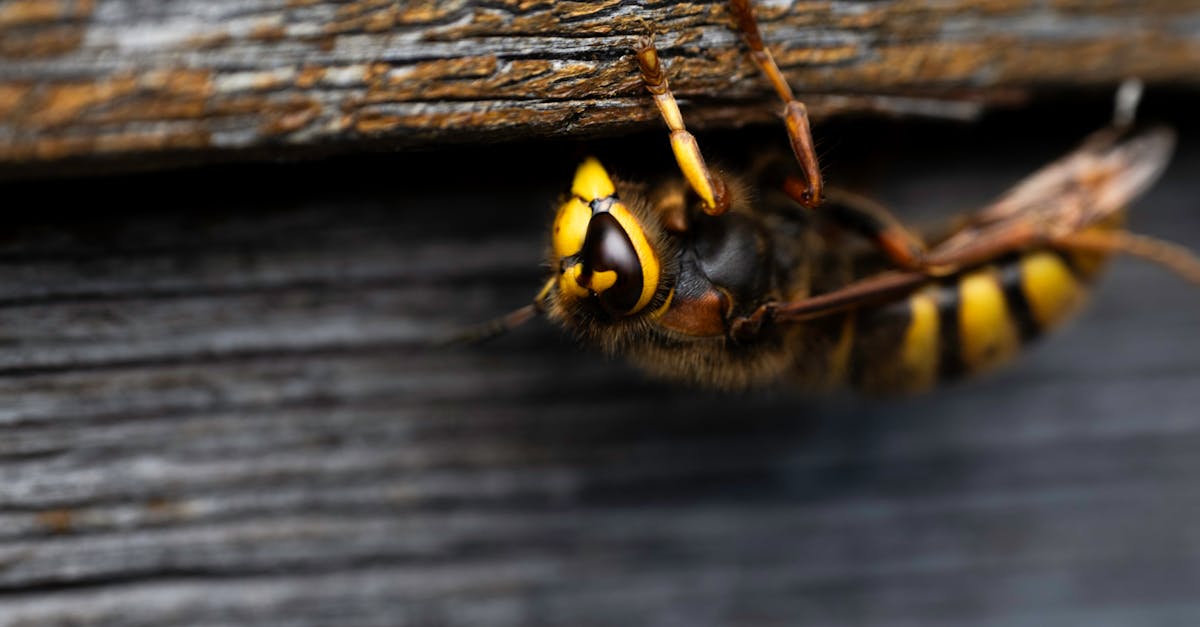 pi&egrave;ge &agrave; gu&ecirc;pes s&eacute;lectif con&ccedil;u pour capturer efficacement les frelons tout en pr&eacute;servant les autres insectes b&eacute;n&eacute;fiques. solution &eacute;cologique et cibl&eacute;e pour lutter contre les nuisibles.