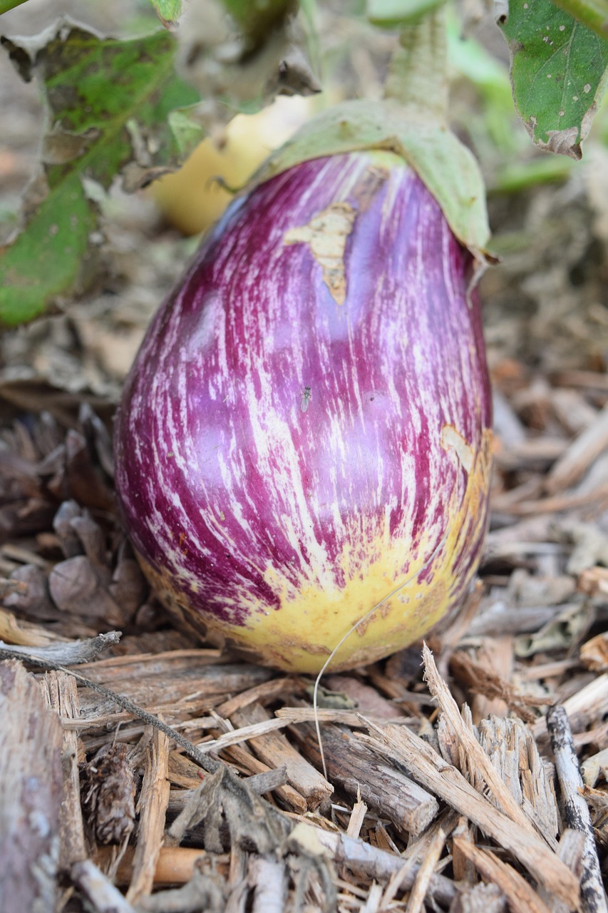 Potager urbain permaculture : Guide complet pour cultiver durablement en ville