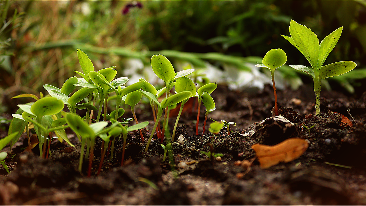 d&eacute;couvrez comment cr&eacute;er un jardin urbain en permaculture, alliant agriculture durable et harmonie avec la nature en milieu citadin.